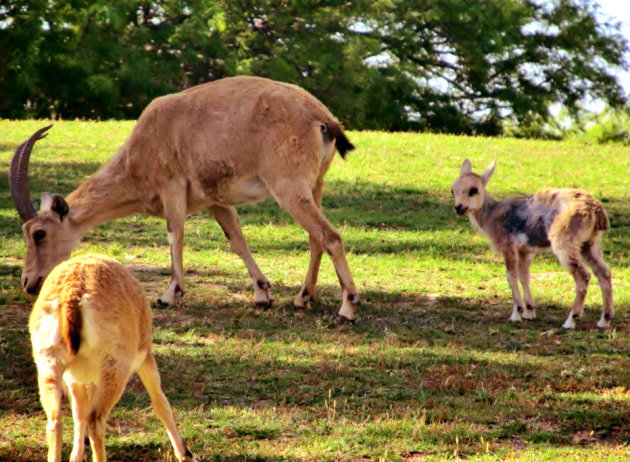 Lentebok...