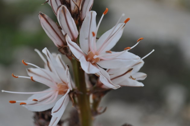 Bloemen midden in de winter???