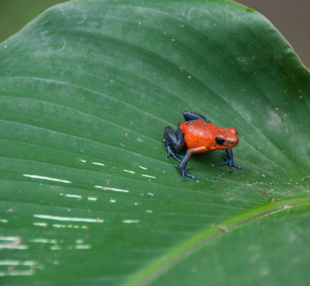 Blue Jeans Poison Arrow Dart Frog