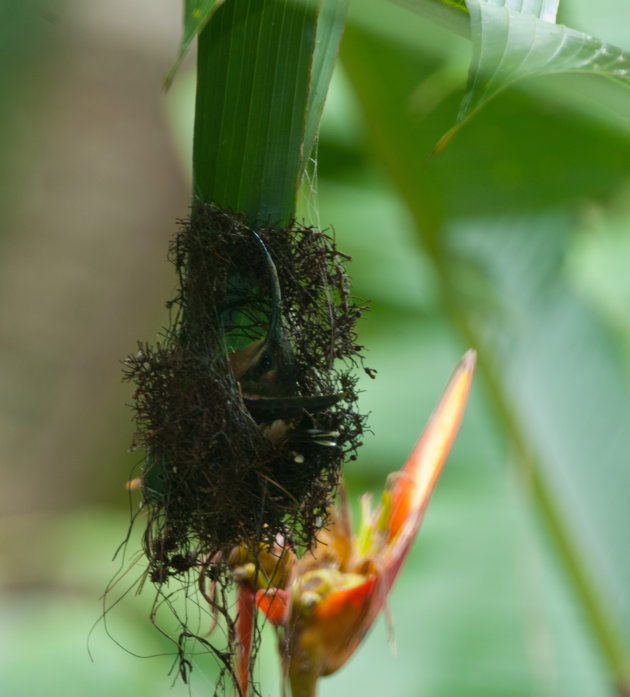 Kolibri op haar nest