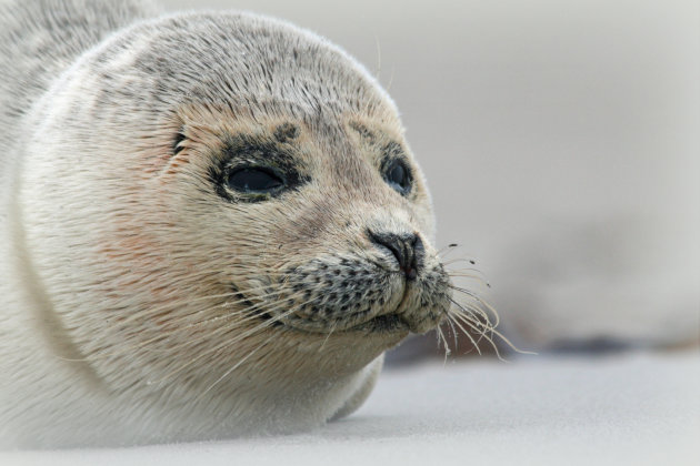 jonge zeehond