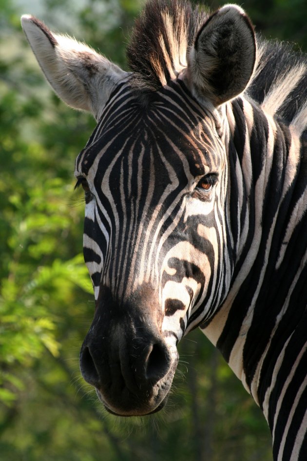 Zebra in Hluhluwe-Umfolozi Game Reserve