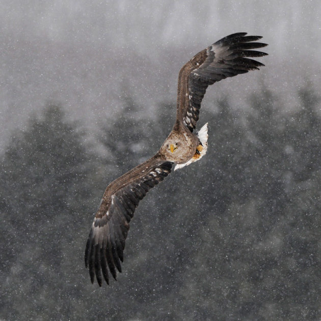 Snow Eagle