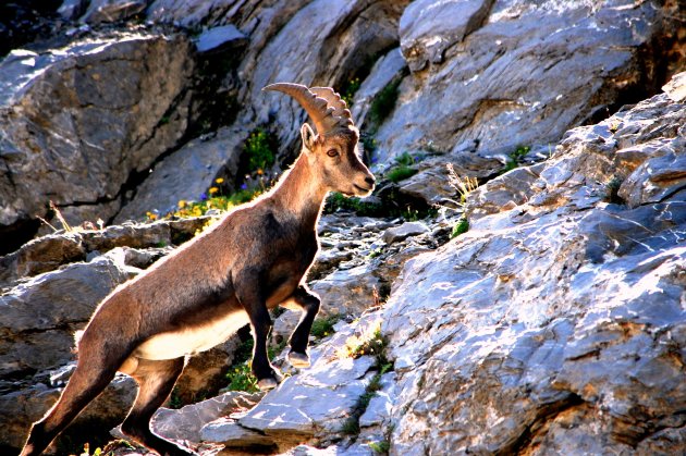 een steenbok op de col van de gems