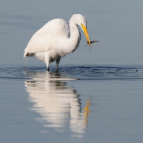 '358481' door Harry-Eggens