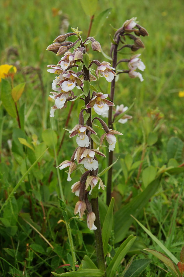 Moeraswespenorchis