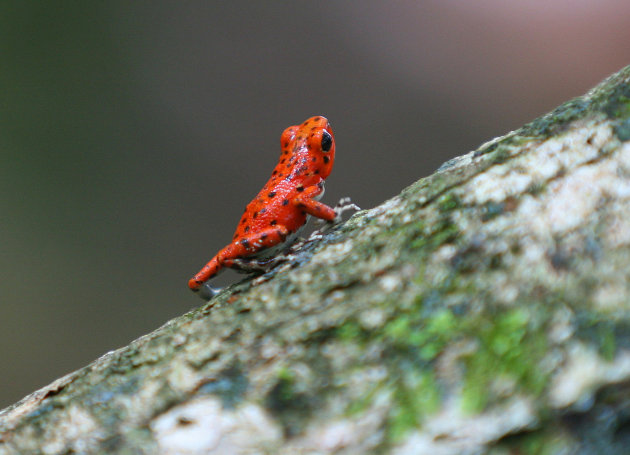 Red Frog