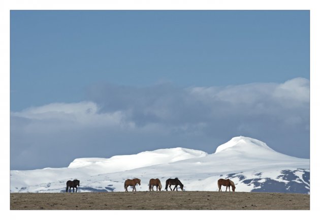 Ijslandse paarden grazen