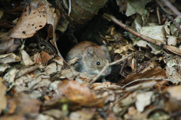 Micky mouse in Kroatie. 