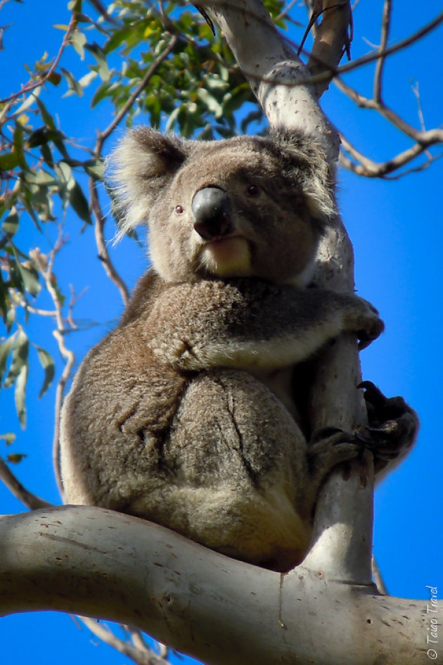 Koala