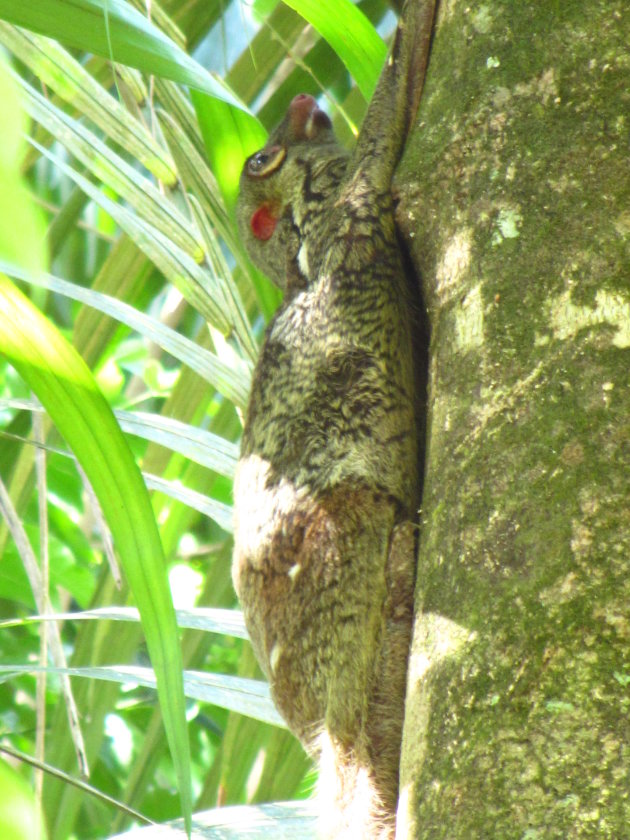 Vliegende aap ofwel een Colugo