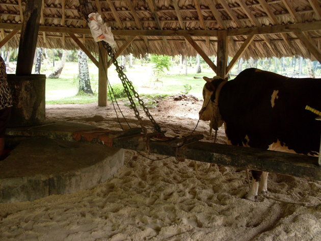 deel van het cocosolie produktie proces