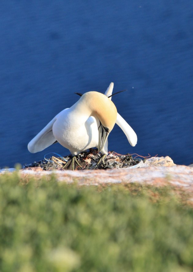 Nest Klaar