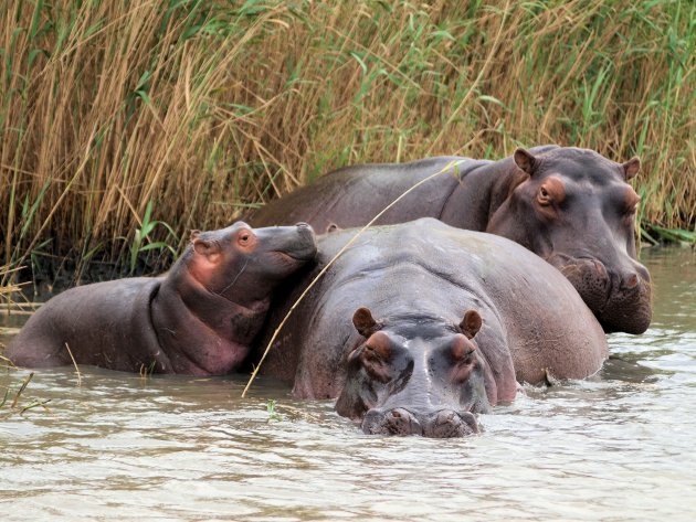 Nijlpaarden familie