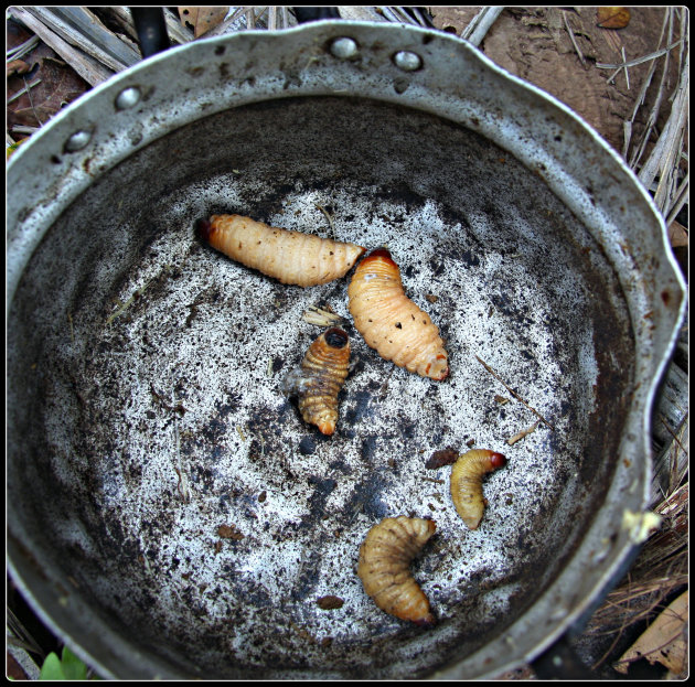 Eten wat de pot schaft