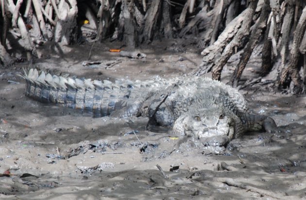 Krokodil in de modder