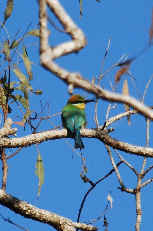 Rainbow Bee-eater