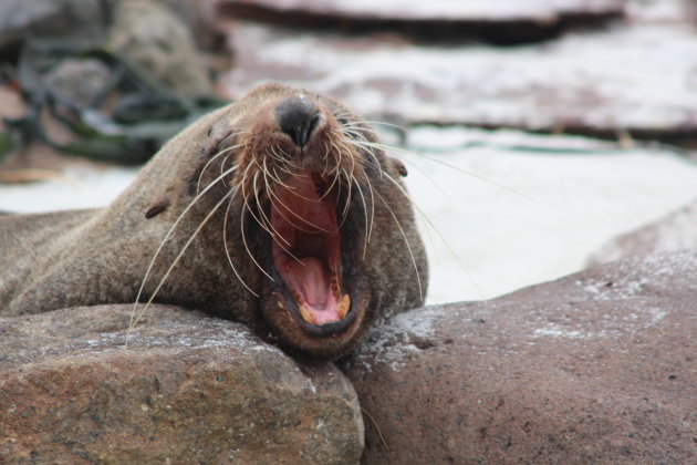 Het zware leven van een Sea Lion