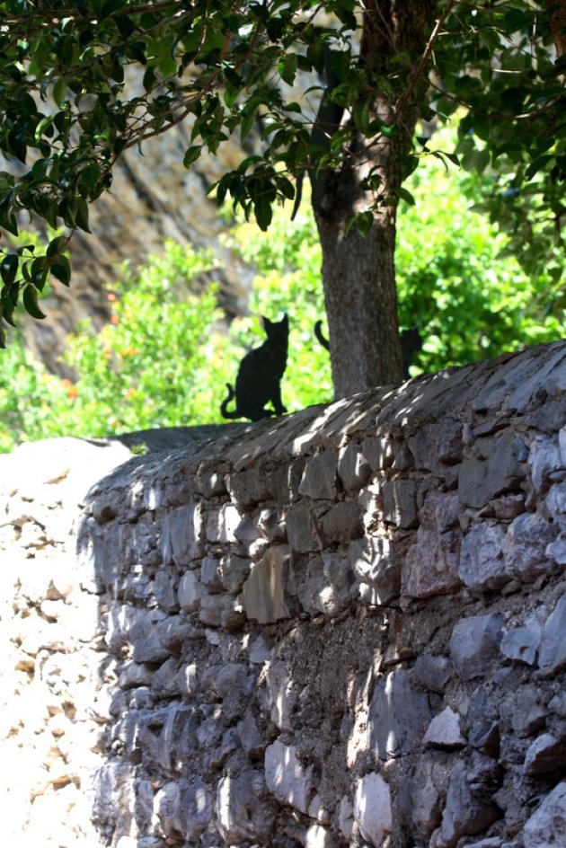 Een kat in het nauw