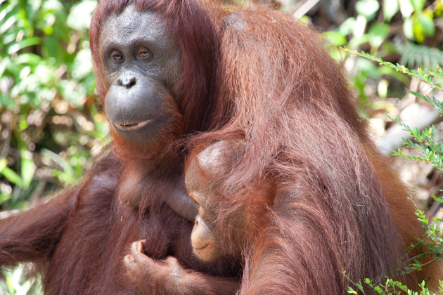 Orang Utan