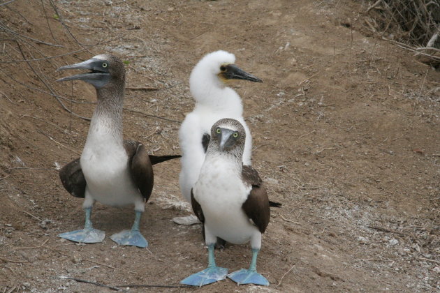 Blue footed boobi op Isla de la Plata