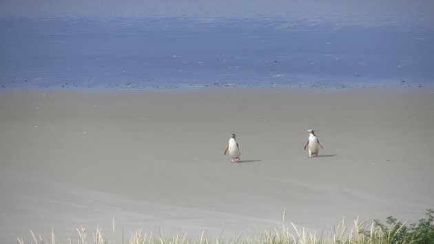 Pinguins komen aan land