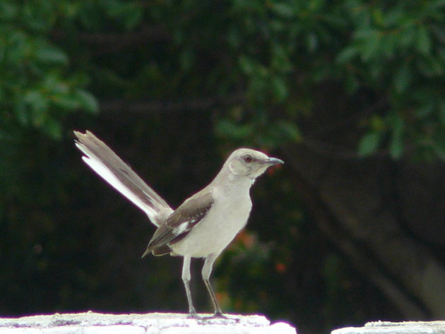 mockingbird