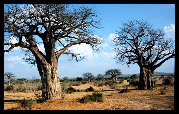 Baobab bomen