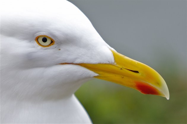 Close up van een meeuw