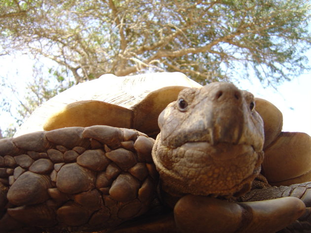 Nieuwsgierige schildpad