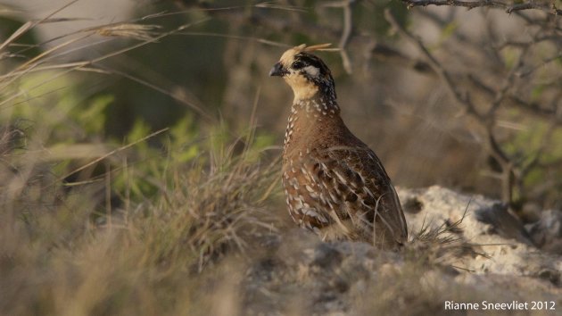 Patrishi, Kuifbobwhite