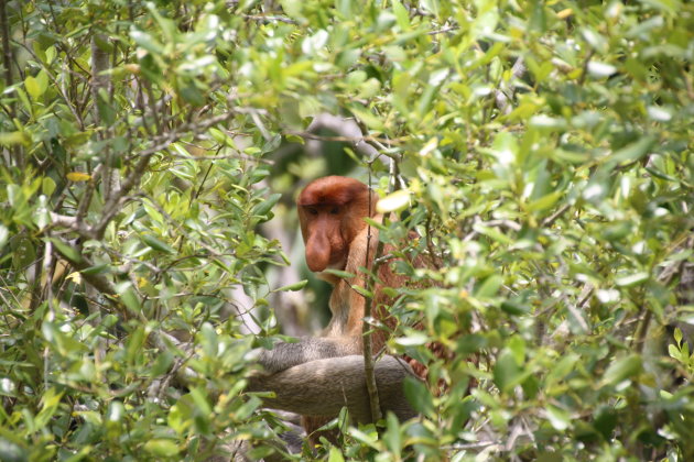 Neusaap in Bako National Park