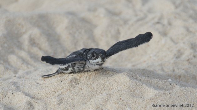 Leatherback Turtle