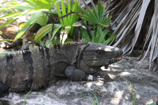 Iggy Pop (*) in Tulum