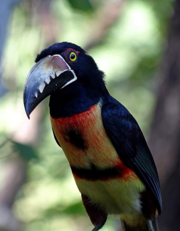 Aracari