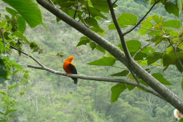 Gallito de las Rocas