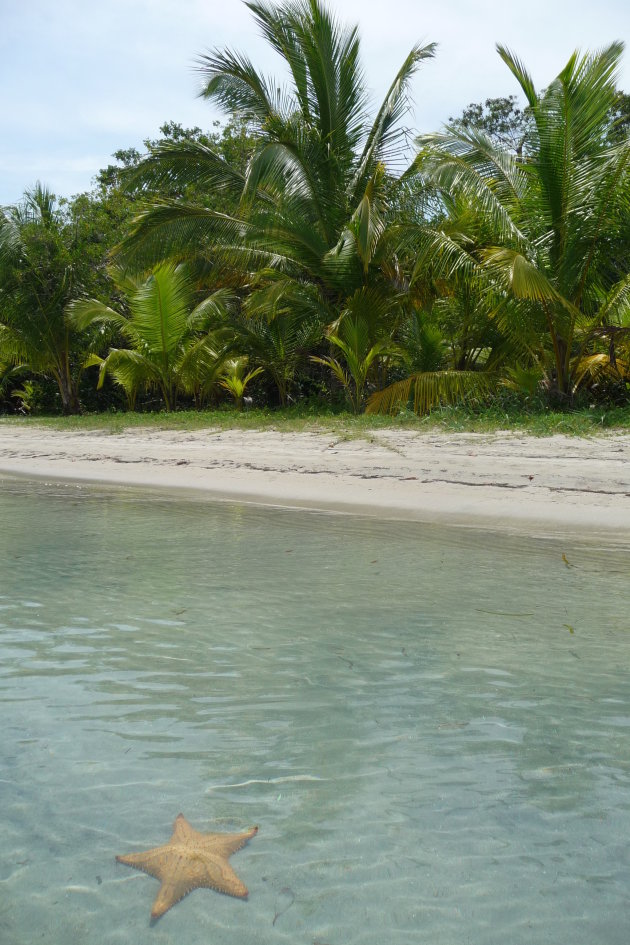 Starfish Beach