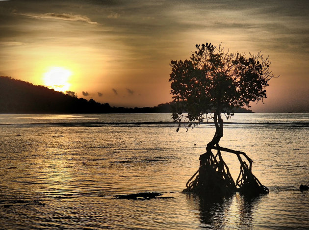 Eenzame mangrove boom