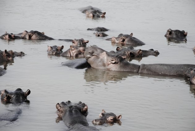 Nijlpaarden in St.Lucia Wetlands