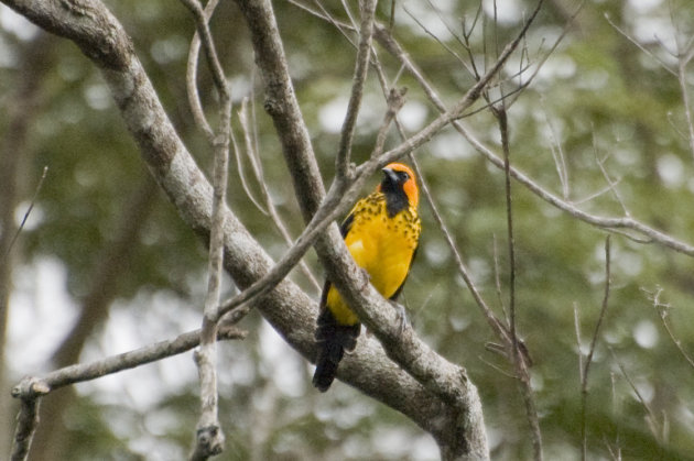 Bijzondere vogel