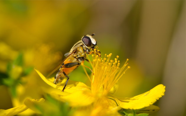 Een blinde bij op een gele bloem