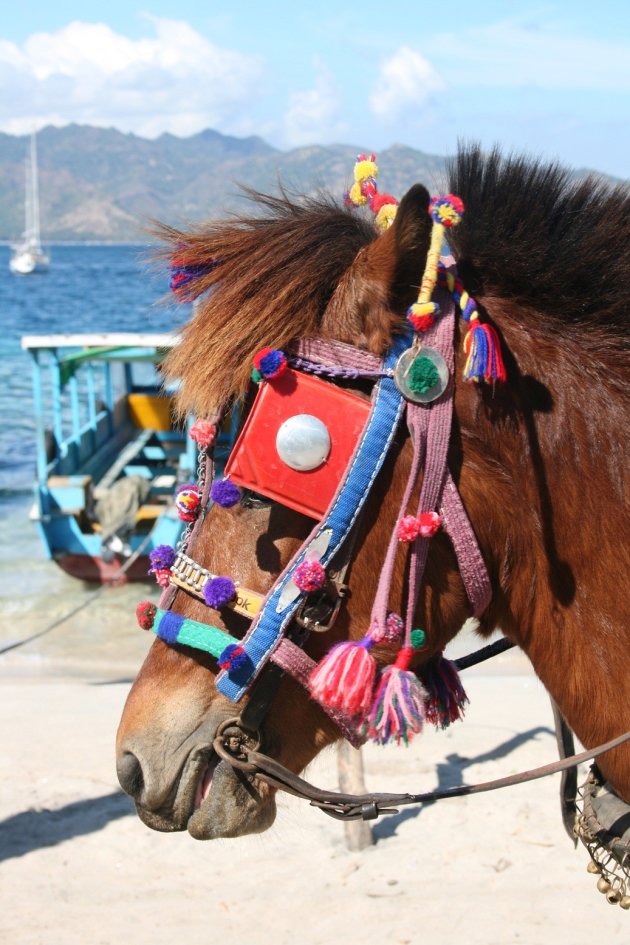 Versierd paardje op Gili Air