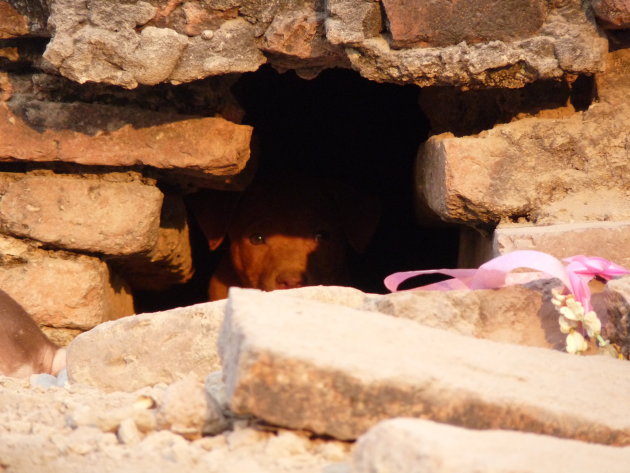 Puppie verscholen in de ruïnes van Ayutthaya