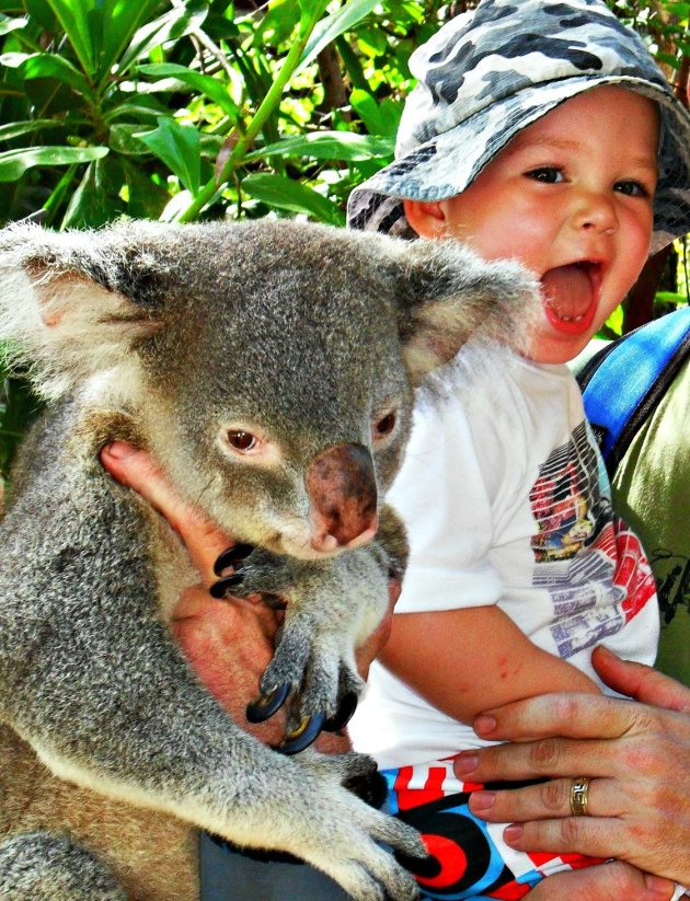 His first meeting with a koala