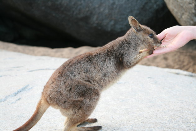 Eten uit de hand, een rockwallabie