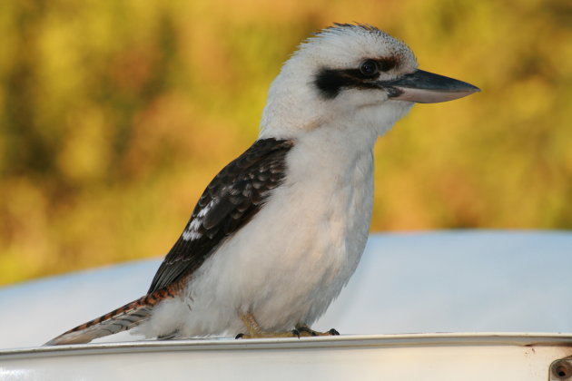 De lachende kookaburra