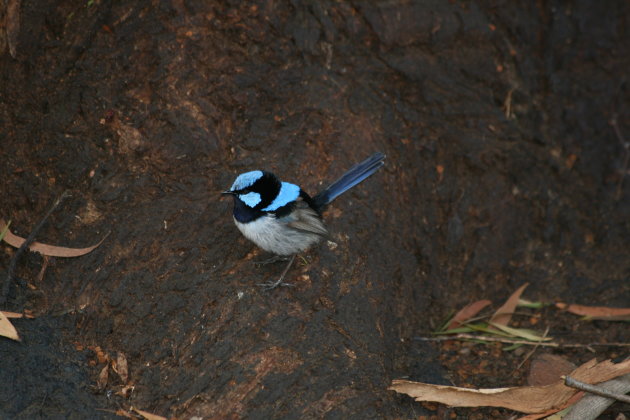 Kleine blauwe vogel