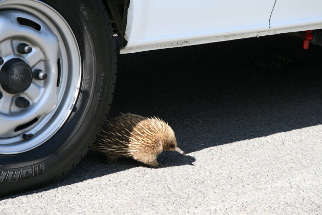 Kiekeboe, een echidna