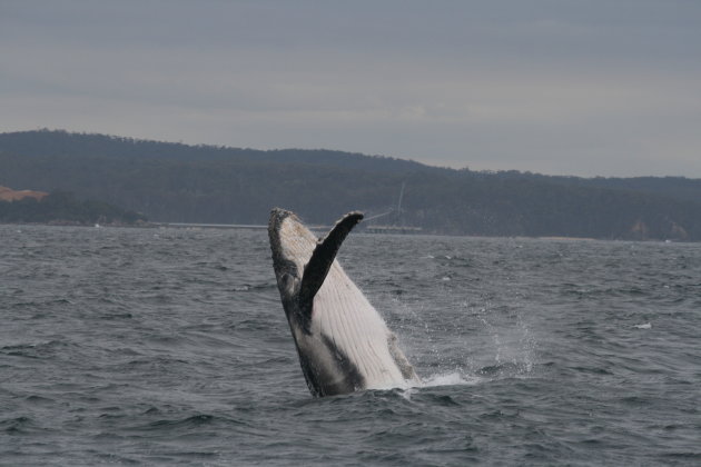 Whale watching