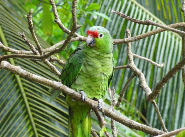 groene vogel